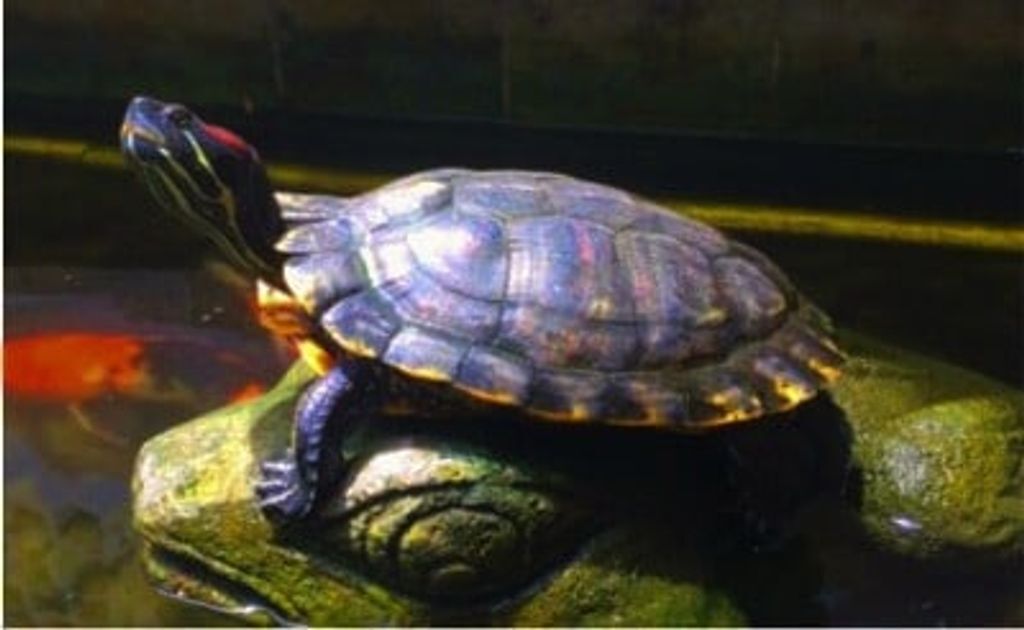 Master Turtle